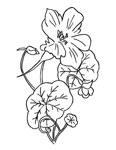 Nasturtium Or Indian Cress  Coloring Page